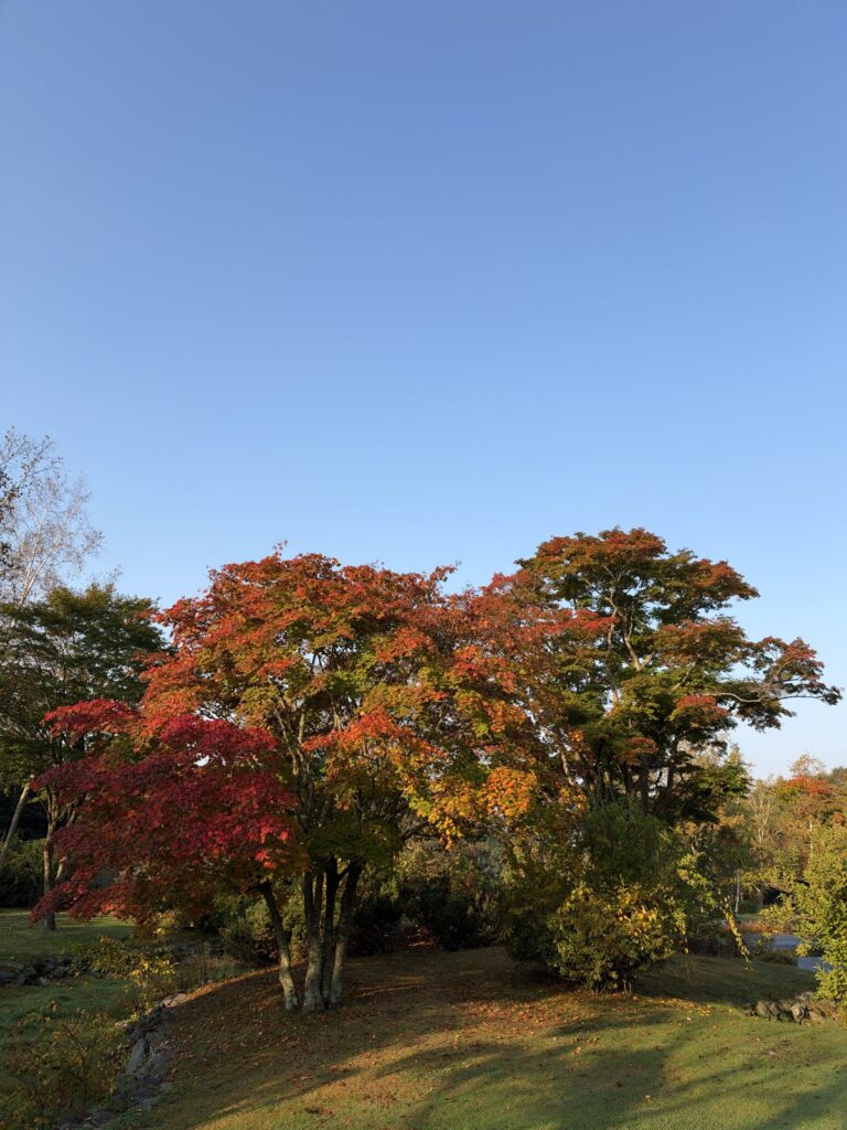 真っ赤に紅葉した木