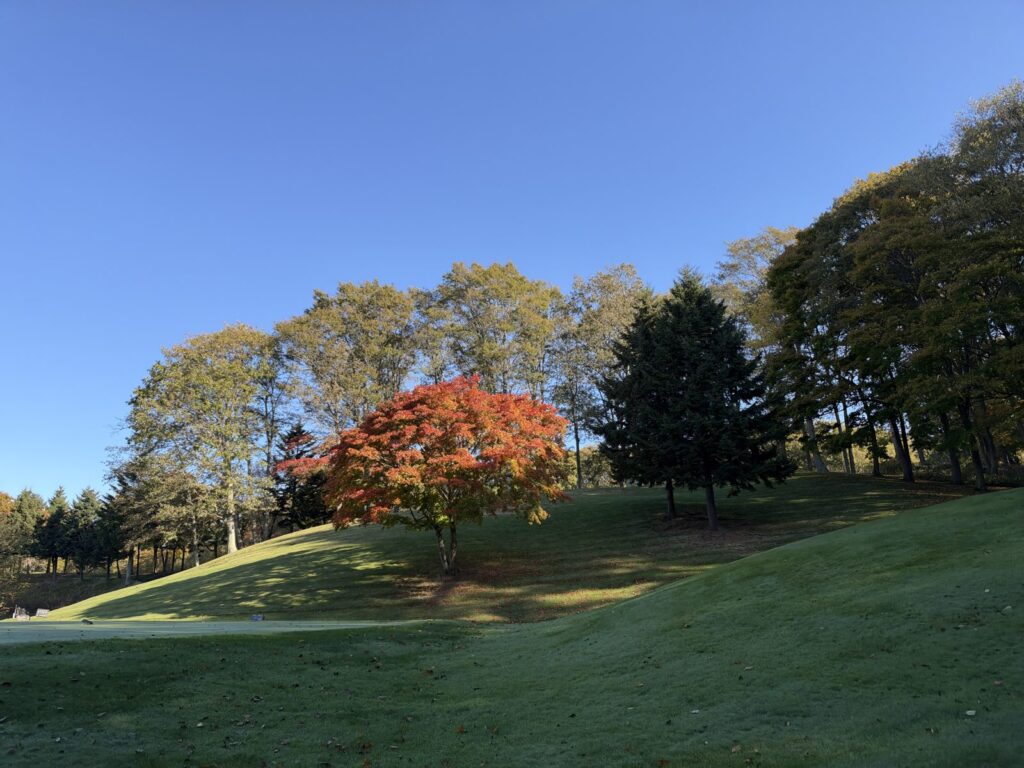 真っ赤に紅葉した木